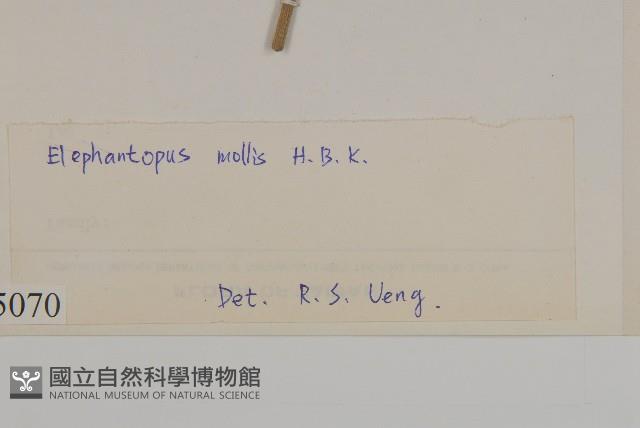 地膽草、毛蓮菜藏品圖，第3張