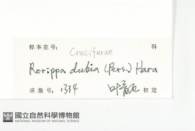 小葶藶藏品圖，第3張