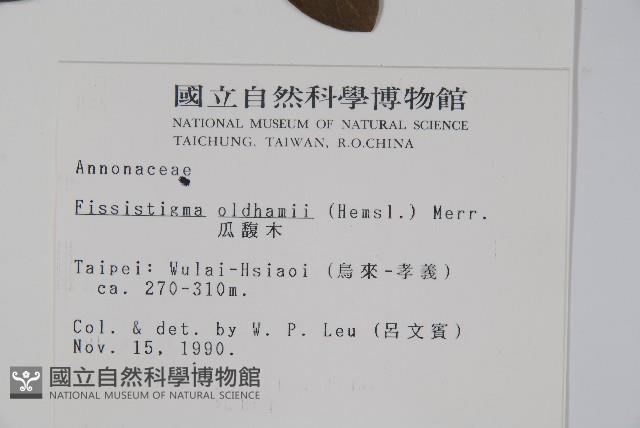 瓜馥木藏品圖，第2張