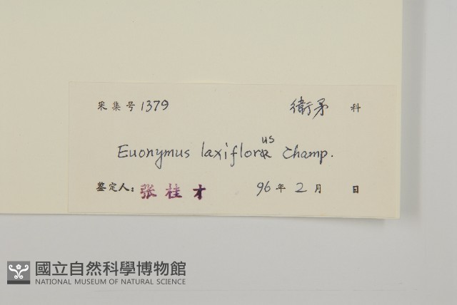 大丁黃藏品圖，第3張