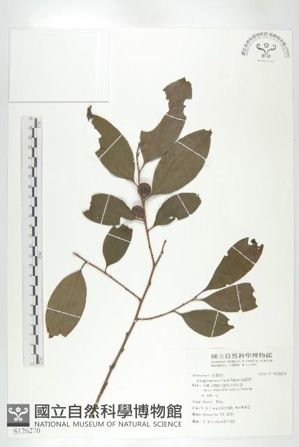 山紅柿藏品圖，第3張