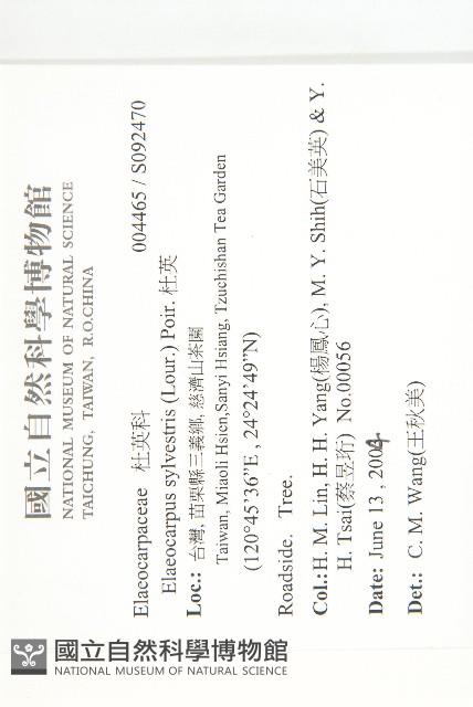 杜英、山杜英、蘭嶼杜英藏品圖，第2張