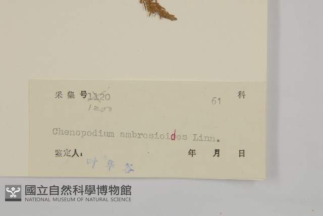 臭杏、土荊芥藏品圖，第3張