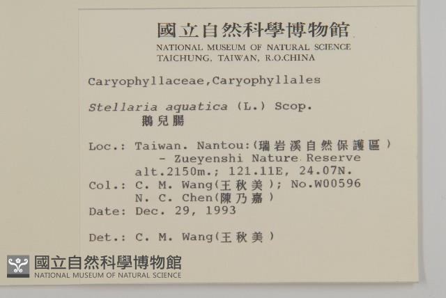 鵝兒腸藏品圖，第2張