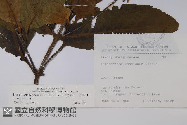 假酸漿藏品圖，第2張