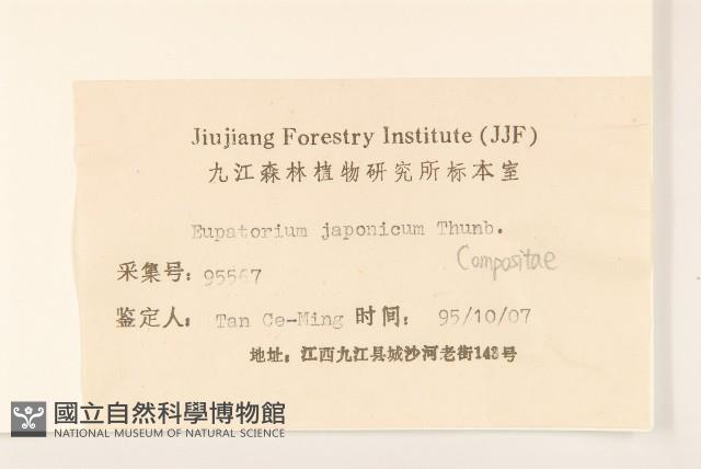 佩蘭、澤蘭藏品圖，第3張