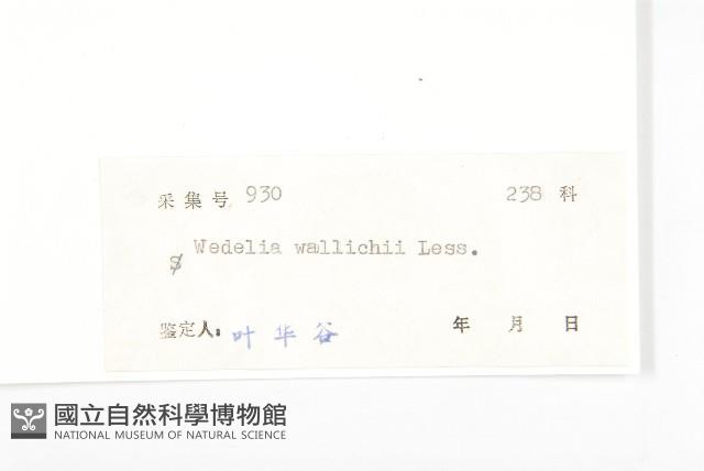 山蟛蜞菊藏品圖，第3張