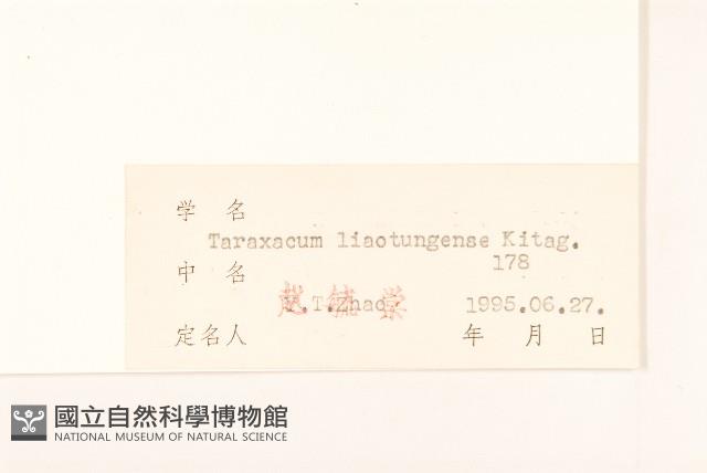 遼東蒲公英藏品圖，第3張