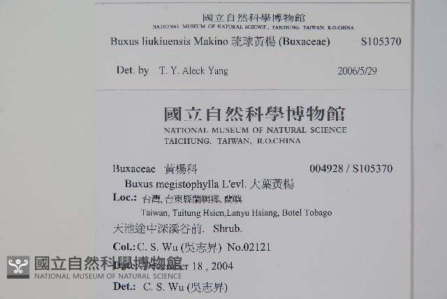 琉球黃楊藏品圖，第2張