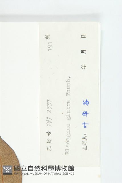 藤胡頹子藏品圖，第3張