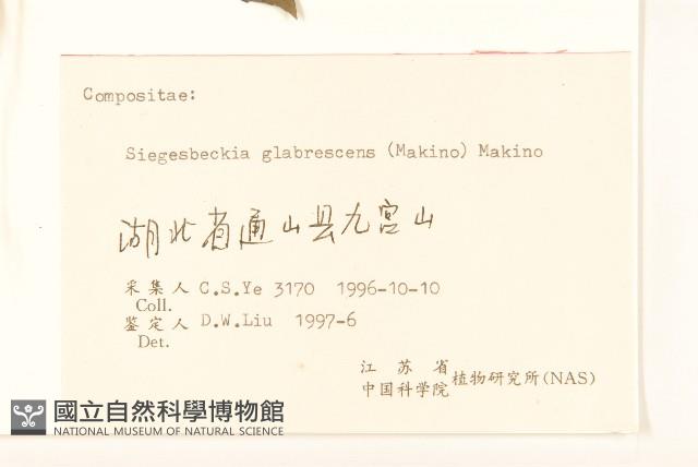 毛梗豨薟藏品圖，第3張