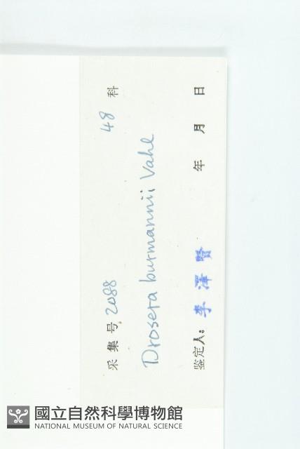 金錢草、錦地羅藏品圖，第3張