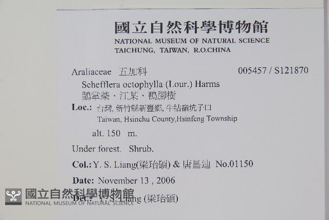 鵝掌柴、江某、鴨腳樹藏品圖，第2張