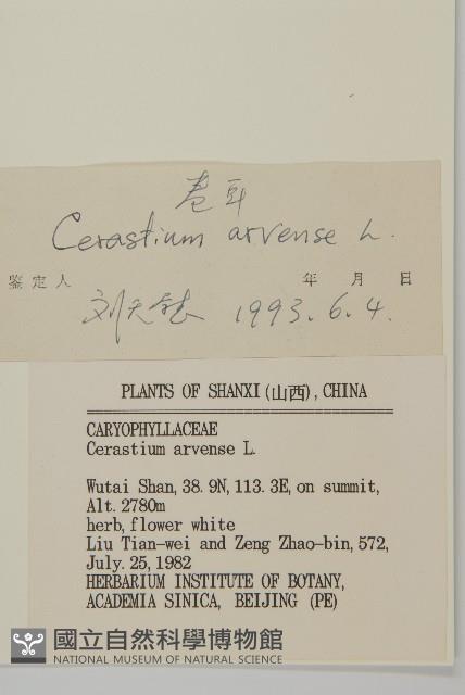 卷耳藏品圖，第3張