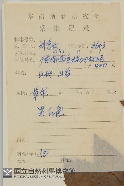 草珊瑚、紅果金粟蘭藏品圖，第2張