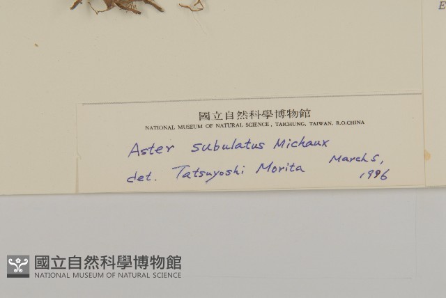 掃帚菊藏品圖，第3張