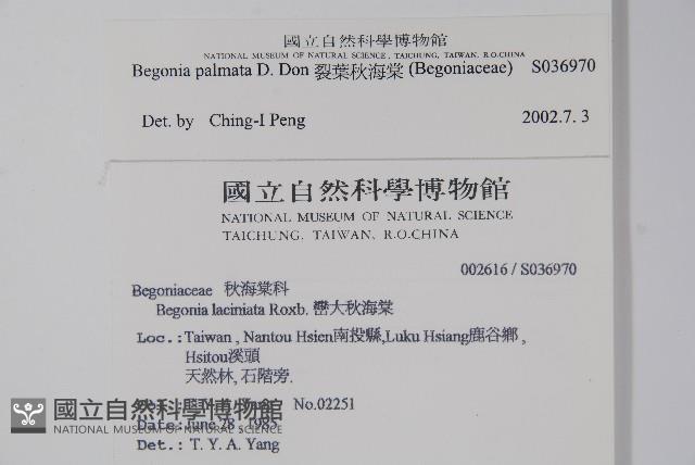 裂葉秋海棠藏品圖，第2張