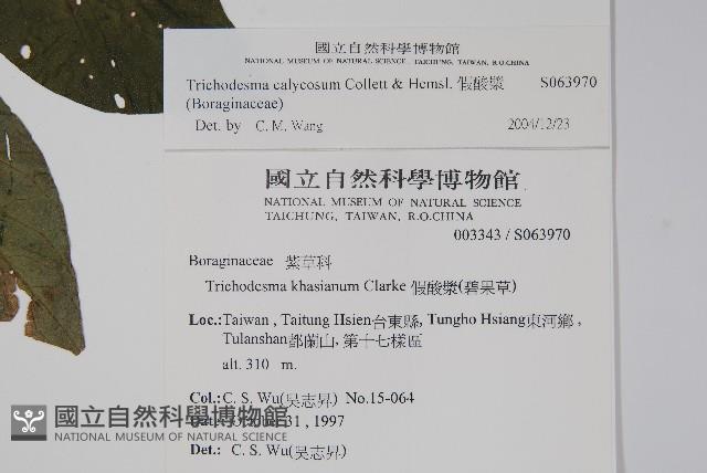 假酸漿藏品圖，第2張