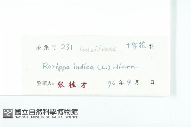 葶藶藏品圖，第3張