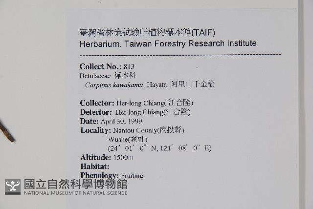 阿里山千金榆藏品圖，第2張