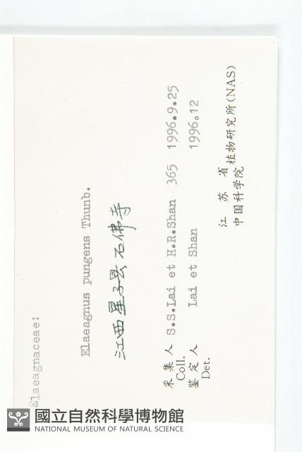 胡頹子藏品圖，第3張