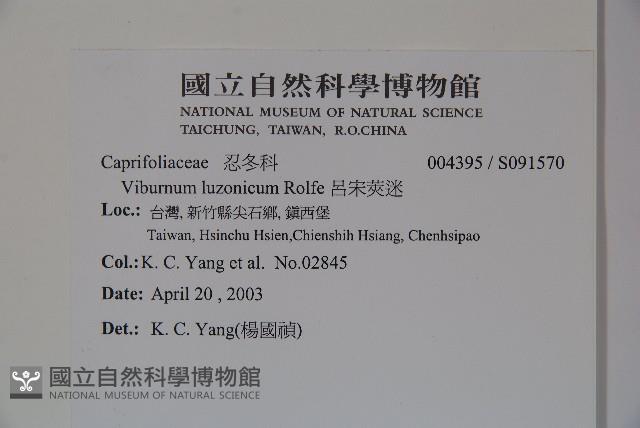 呂宋莢迷藏品圖，第2張