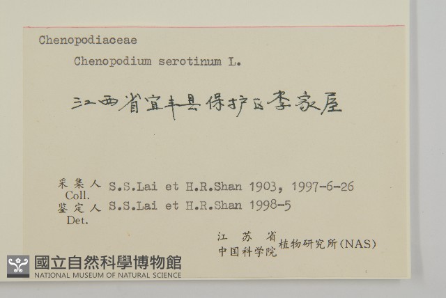 小葉藜藏品圖，第3張