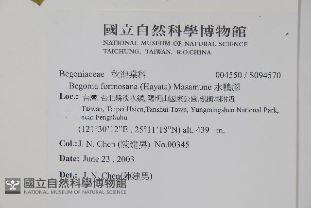 水鴨腳藏品圖，第2張