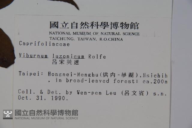 呂宋莢迷藏品圖，第2張