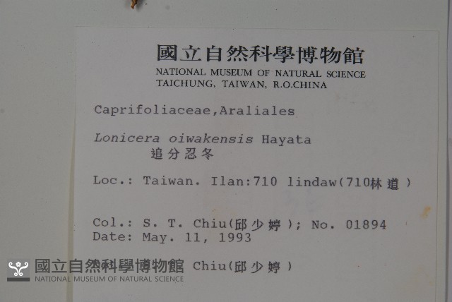 追分忍冬藏品圖，第2張