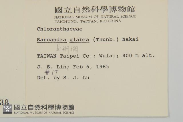 草珊瑚、紅果金粟蘭藏品圖，第2張