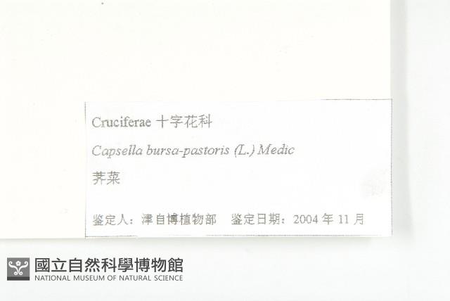 薺藏品圖，第3張