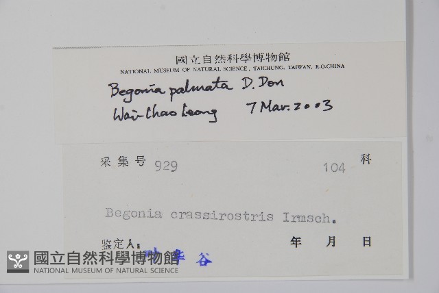 裂葉秋海棠藏品圖，第2張