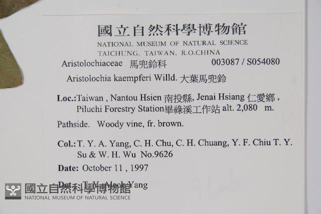 大葉馬兜鈴藏品圖，第2張