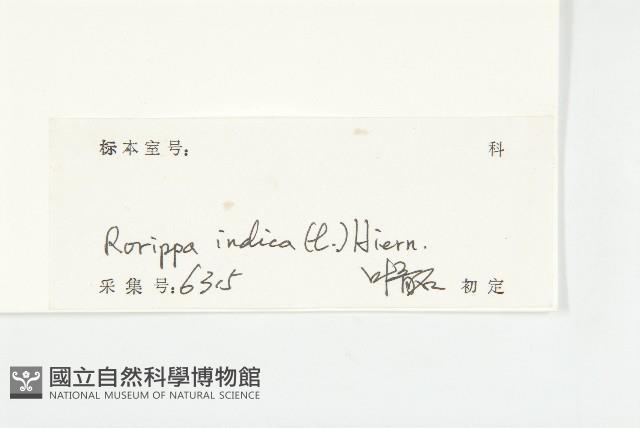 葶藶藏品圖，第3張