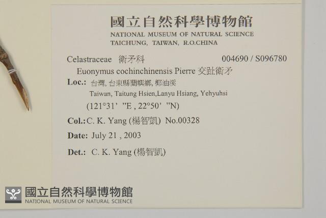 交趾衛矛藏品圖，第2張