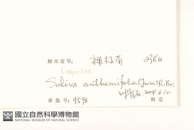 假吐金菊藏品圖，第3張