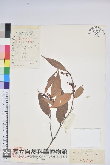 黃背越橘藏品圖，第3張