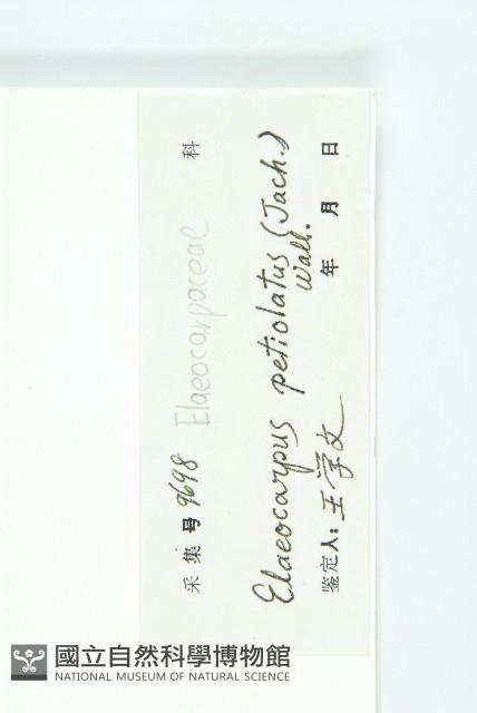 長柄杜英藏品圖，第3張