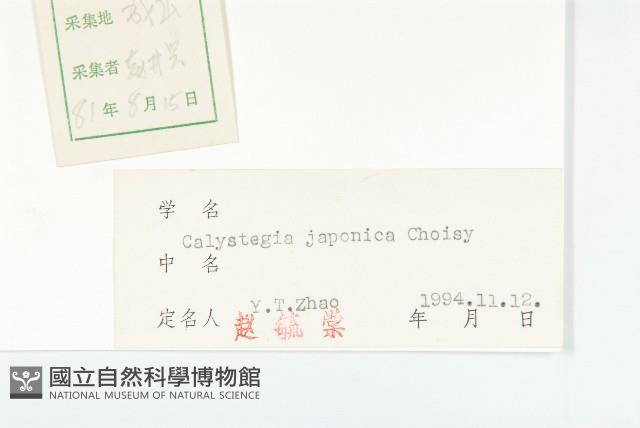 日本打碗花藏品圖，第3張