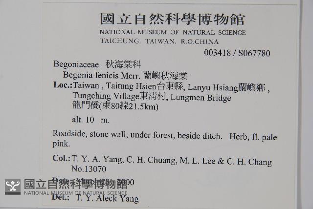 蘭嶼秋海棠藏品圖，第2張