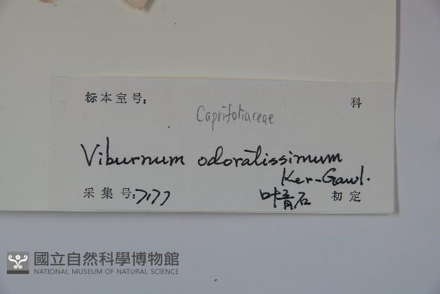 珊瑚樹藏品圖，第2張