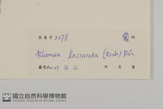 裂葉艾納香藏品圖，第3張