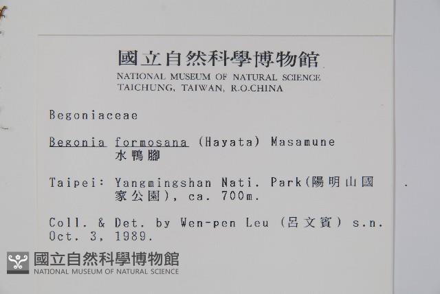 水鴨腳藏品圖，第2張