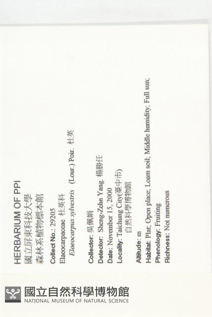 杜英、山杜英、蘭嶼杜英藏品圖，第2張