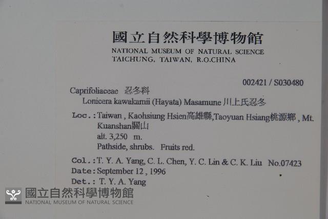 川上氏忍冬藏品圖，第2張