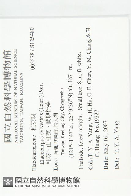 杜英、山杜英、蘭嶼杜英藏品圖，第2張