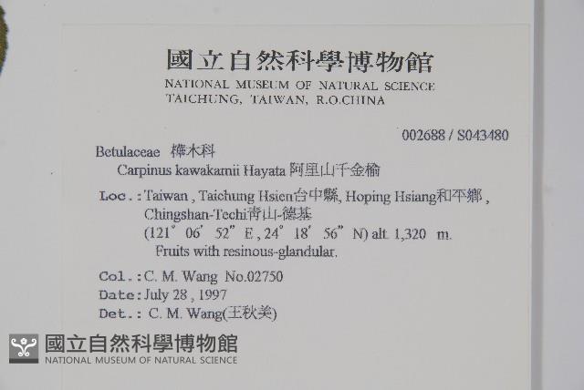 阿里山千金榆藏品圖，第2張