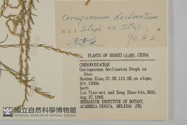 繩蟲實藏品圖，第3張