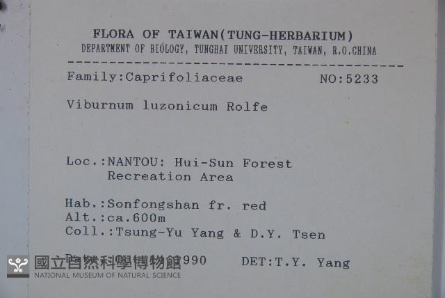 呂宋莢迷藏品圖，第2張